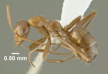 Media type: image;   Entomology 615221 Aspect: habitus lateral view